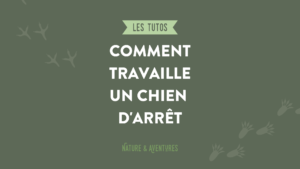 Comment travaille un chien d'arrêt - Nature et Aventures